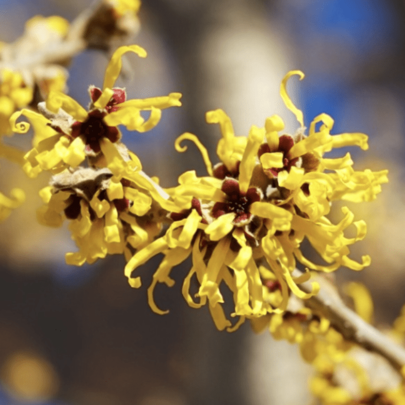 Hamamelis Hydrolat, 100ml - aromazauberei
